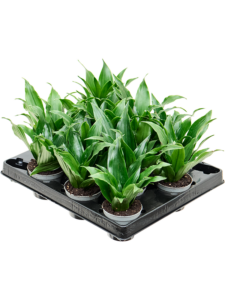 Dracaena fragrans 'Janet Craig' 12/tray