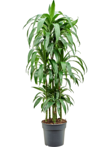 Dracaena fragrans 'Janet Craig'