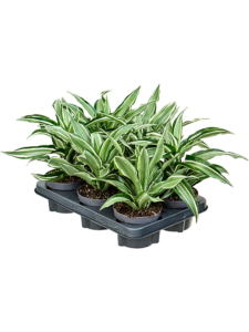 Dracaena fragrans 'Kanzi' 6/tray