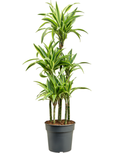 Dracaena fragrans 'Lemon Lime'