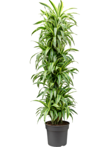 Dracaena fragrans 'Lemon Lime'