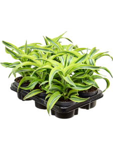 Dracaena fragrans 'Lemon Surprise' 6/tray