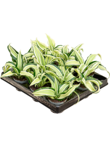 Dracaena fragrans 'Malaika' 12/tray