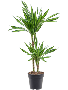 Dracaena fragrans 'Riki'