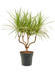 Dracaena marginata 'Sunray'