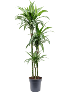 Dracaena fragrans 'Ulises'