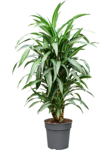 Dracaena fragrans 'Ulises'