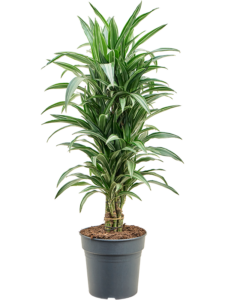 Dracaena fragrans 'Ulises'