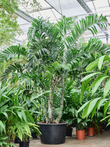 Dypsis (Areca) lancifolia