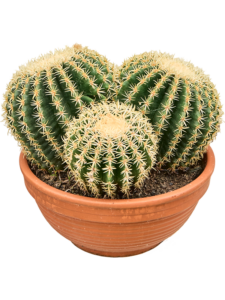 Echinocactus brevispina