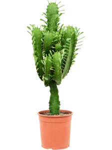 Euphorbia acrurensis