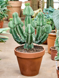 Euphorbia cooperi (70-80)