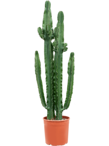 Euphorbia erytrea (200-250)