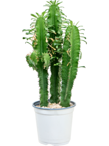 Euphorbia erytrea