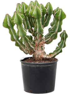 Euphorbia fortissima (65-75)