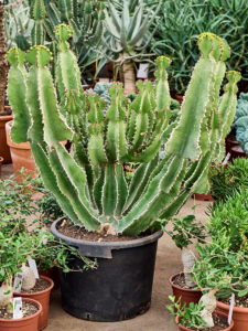 Euphorbia fortissima