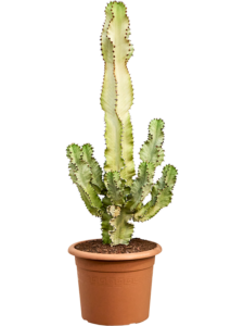 Euphorbia ingens marmorata