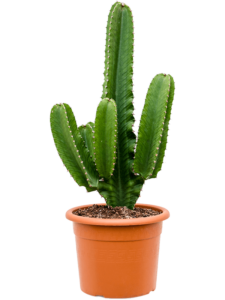 Euphorbia ingens