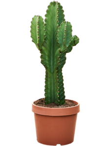 Euphorbia ingens