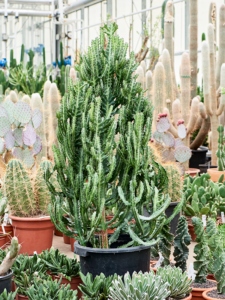 Euphorbia lactea 'Compacta'