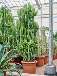 Euphorbia lactea 'Compacta'