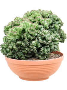 Euphorbia lactea 'Cristata' (30-40)