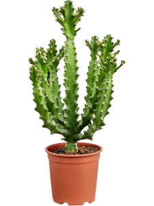 Euphorbia mayuranathanii (80-100)