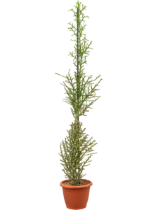 Euphorbia stenoclada