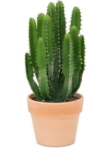 Euphorbia triangularis