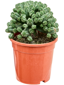 Euphorbia tubiglans