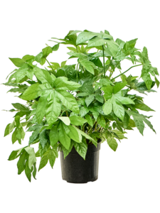 Fatsia japonica