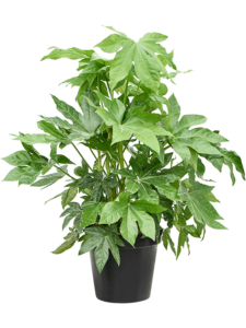 Fatsia japonica