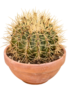 Ferocactus glaucescens