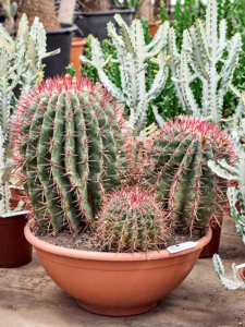 Ferocactus stainesii