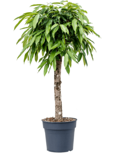 Ficus binnendijkii 'Amstel King'