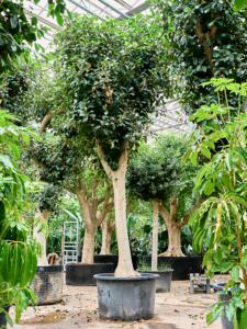 Ficus rubiginosa 'Australis'