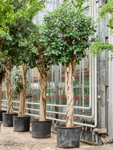 Ficus rubiginosa 'Australis'