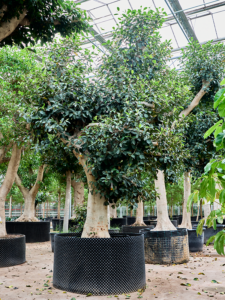 Ficus rubiginosa 'Australis'