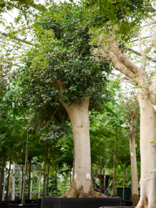 Ficus rubiginosa 'Australis'