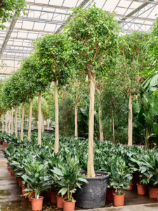 Ficus benjamina 'Exotica' (375-425)