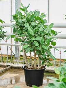 Ficus benghalensis