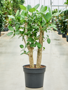 Ficus benghalensis