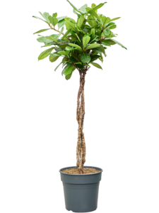 Ficus cyathistipula