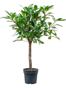 Ficus cyathistipula