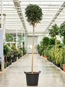 Ficus benjamina 'Danielle'