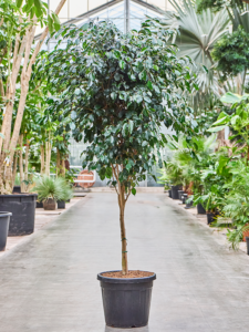 Ficus benjamina 'Danielle' (140-150)