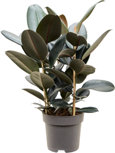 Ficus elastica 'Abidjan'