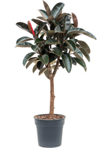 Ficus elastica 'Abidjan'