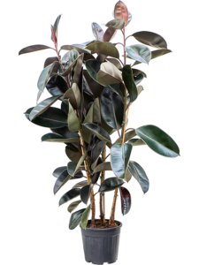 Ficus elastica 'Abidjan'