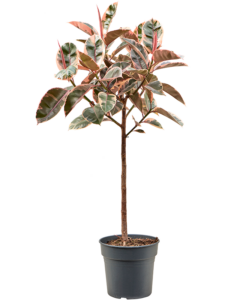 Ficus elastica 'Belize'